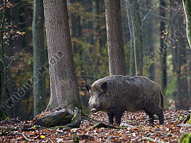 Wildschwein Sus scrofa
