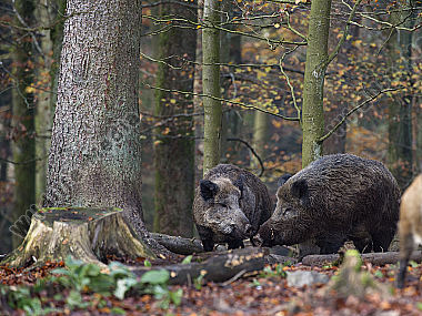 Wildschwein Sus scrofa