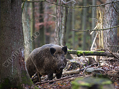 Wildschwein Sus scrofa