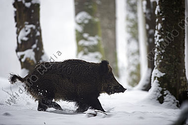 Wildschwein Sus scrofa