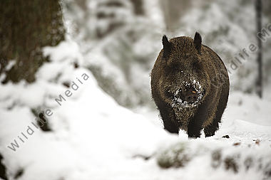 Wildschwein Sus scrofa