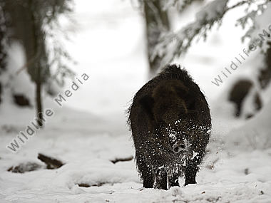 Wildschwein Sus scrofa
