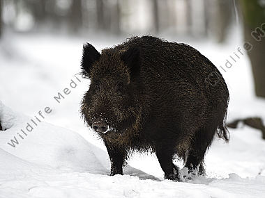 Wildschwein Sus scrofa