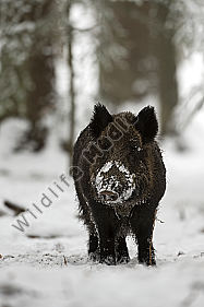 Wildschwein Sus scrofa
