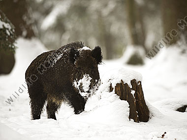 Wildschwein Sus scrofa