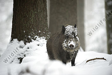 Wildschwein Sus scrofa