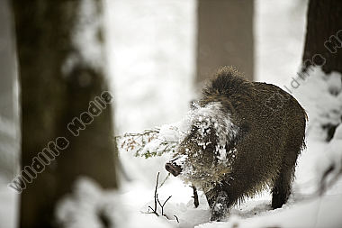 Wildschwein Sus scrofa