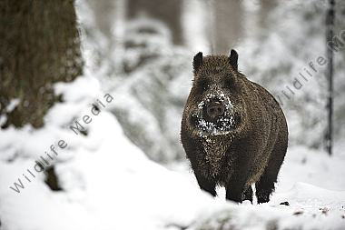 Wildschwein Sus scrofa