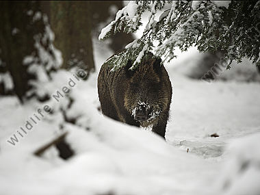 Wildschwein Sus scrofa