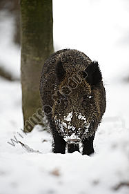 Wildschwein Sus scrofa
