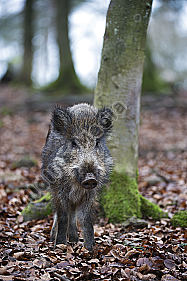 Wildschwein Sus scrofa