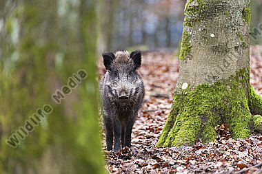 Wildschwein Sus scrofa