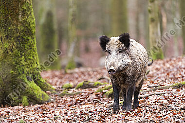 Wildschwein Sus scrofa