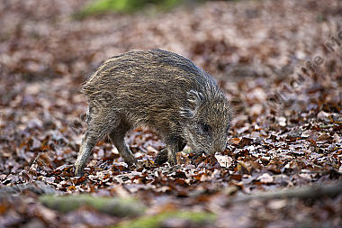 Wildschwein Sus scrofa