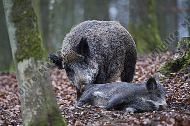 Wildschwein Sus scrofa