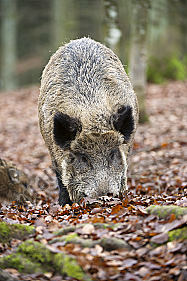 Wildschwein Sus scrofa