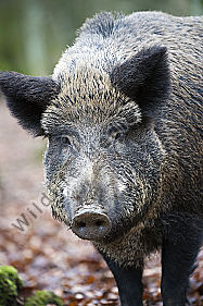 Wildschwein Sus scrofa