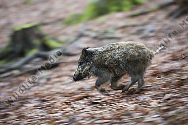 Wildschwein Sus scrofa
