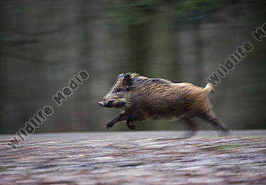 Wildschwein Sus scrofa