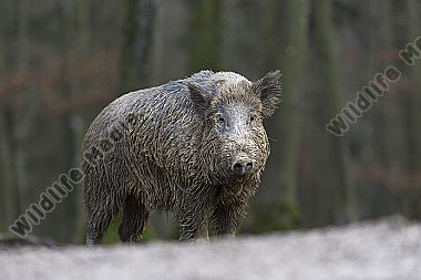 Wildschwein Sus scrofa