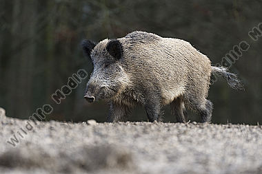 Wildschwein Sus scrofa