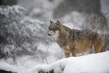 Wolf Canis lupus