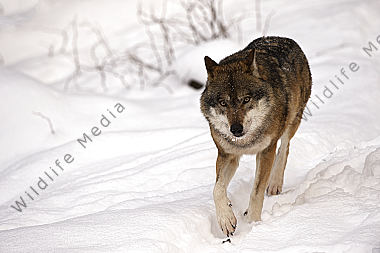 Wolf Canis lupus