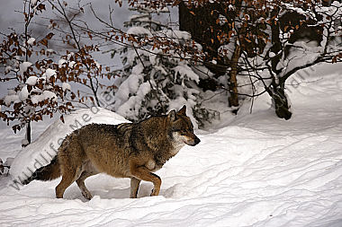 Wolf Canis lupus