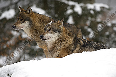 Wolf Canis lupus