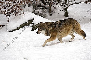 Wolf Canis lupus