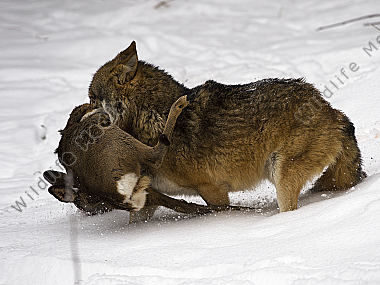 Wolf Canis lupus