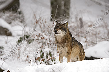Wolf Canis lupus