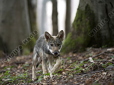 Wolf Canis lupus