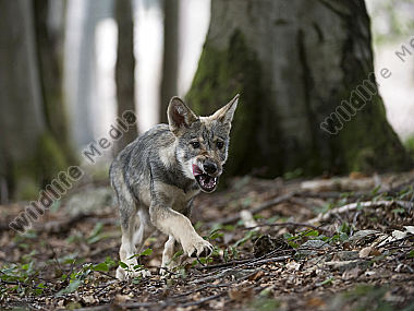Wolf Canis lupus