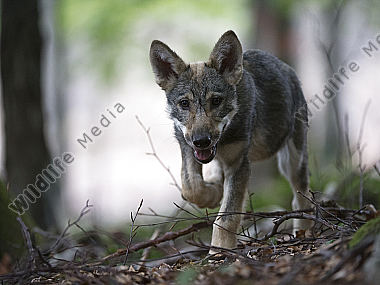 Wolf Canis lupus