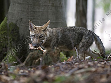 Wolf Canis lupus