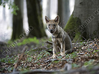 Wolf Canis lupus