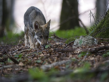 Wolf Canis lupus