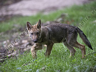 Wolf Canis lupus