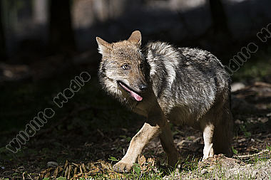Wolf Canis lupus Welpen ca. 4 Monate alt