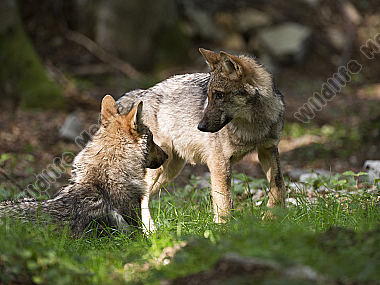 Wolf Canis lupus Welpen ca. 4 Monate alt