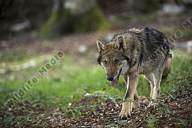 Wolf Canis lupus Welpen ca. 4 Monate alt