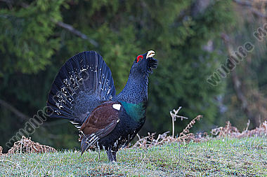Auerhuhn Tetrao urogallus Western Capercaillie