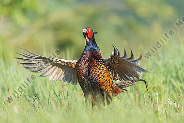 Fasan Phasianus colchicus Common Pheasant