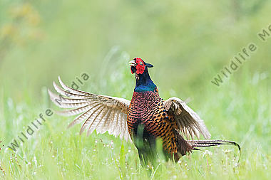 Fasan Phasianus colchicus Common Pheasant