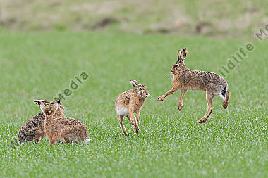 Feldhase Lepus europaeus European hare