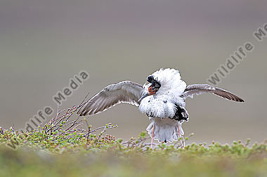 Kampfläufer (Philomachus pugnax) Ruff