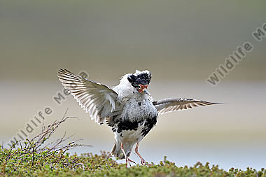 Kampfläufer (Philomachus pugnax) Ruff