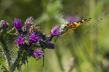 Ein Distelfalter saugt an einer Kratzdistel