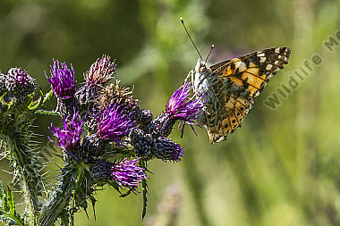Ein Distelfalter saugt an einer Kratzdistel
